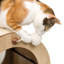 Habitation pour chat 16 "Catit Vesper Minou