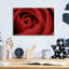 «Red Rose» par Tom Quartermaine-1937692972