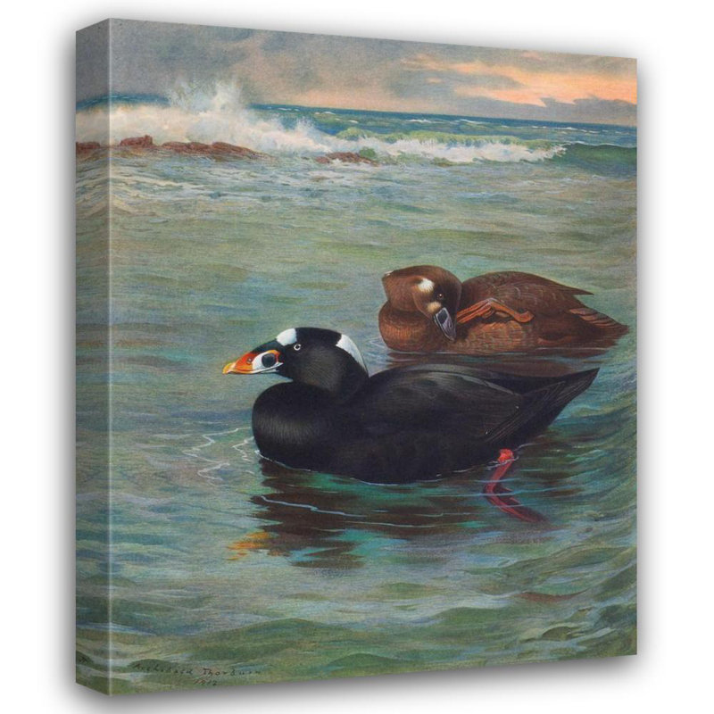 «Surf-Scoter» par Archibald Thorburn - Art mural sur toile tendue avec châssis, H 48 po x l 33 po