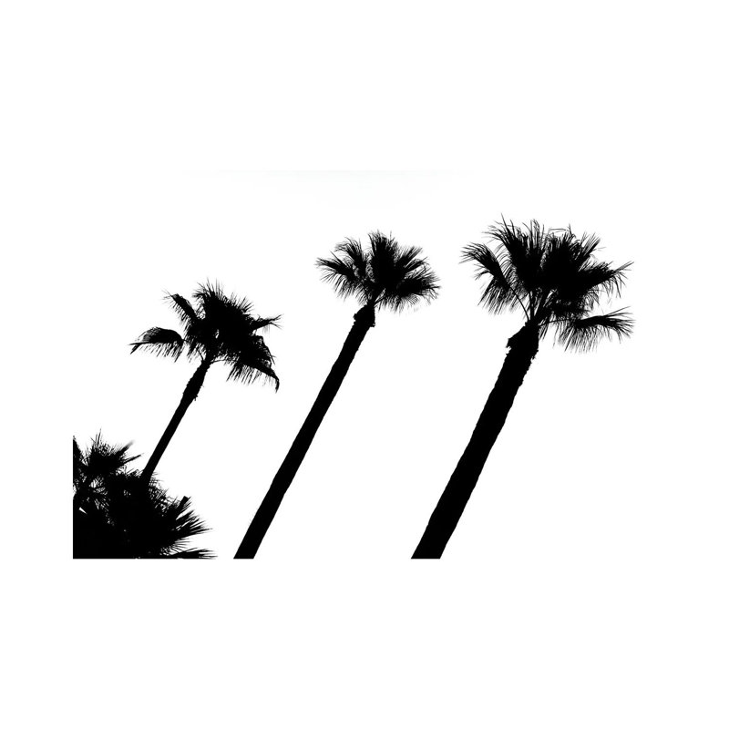 Black California Series - Three Palm Trees - Wrapped Canvas Print, 20.32 cm H x 30.48 cm W