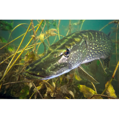 " A Pike Fish " by Crisod