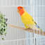 Cage à oiseaux avec murs transparents, cadre en métal pour canaris, inséparables et oiseaux de compagnie