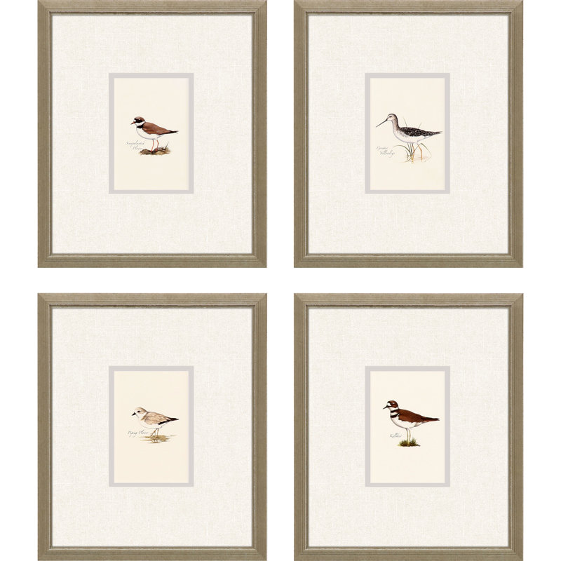 Ensemble de quatre oiseaux de rivage, impression encadrée dorée