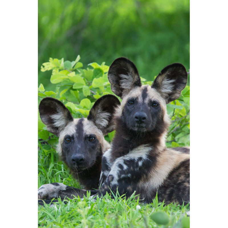 «African Wild Dogs» par Jamenpercy - photographie sur toile tendue, L 12 po x H 18 po