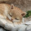 Animals Polyresin Garden Statue