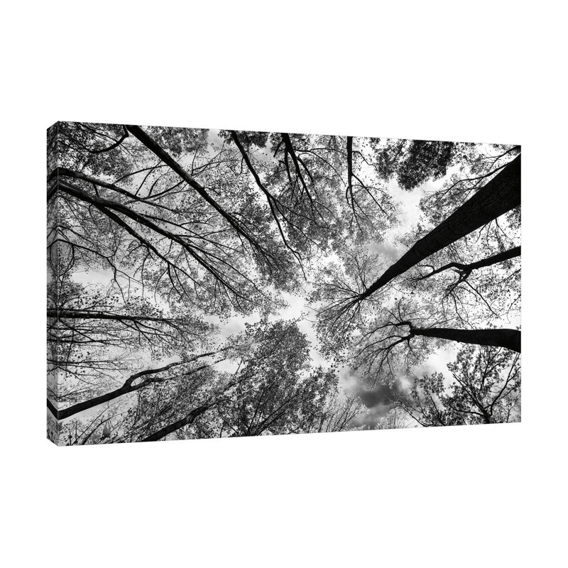 " Looking up I BW " Acrylic, 16" H x 24" W x 1.5" D