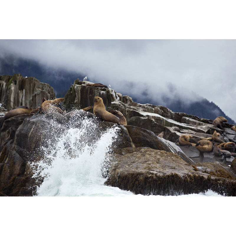 Steller Sea Lions On Rock In The Surf by Ktmoffitt - Wrapped Canvas Print, 20cm H x 30cm W x 3.8cm D