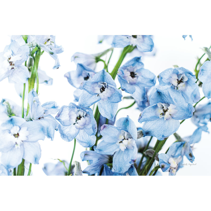 " Freshly Picked Delphinium I ", 36" H x 24" W x 1.25" D