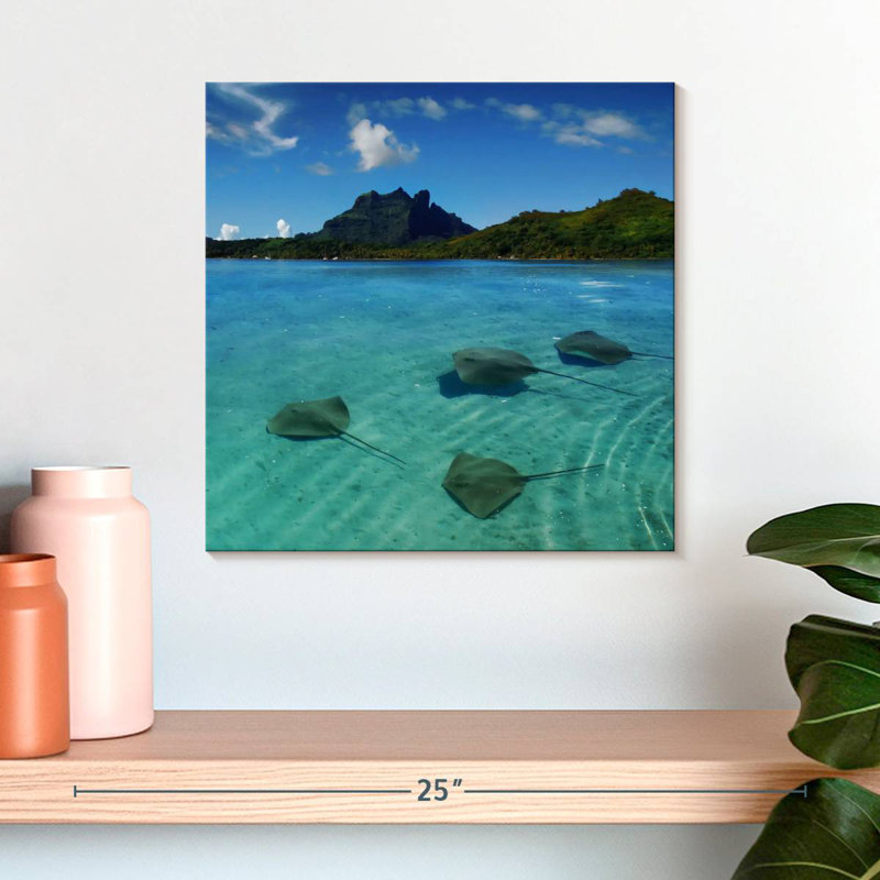 Brampt Bora Bora Stingrays