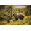 " Bear In Jasper " by Benkrut