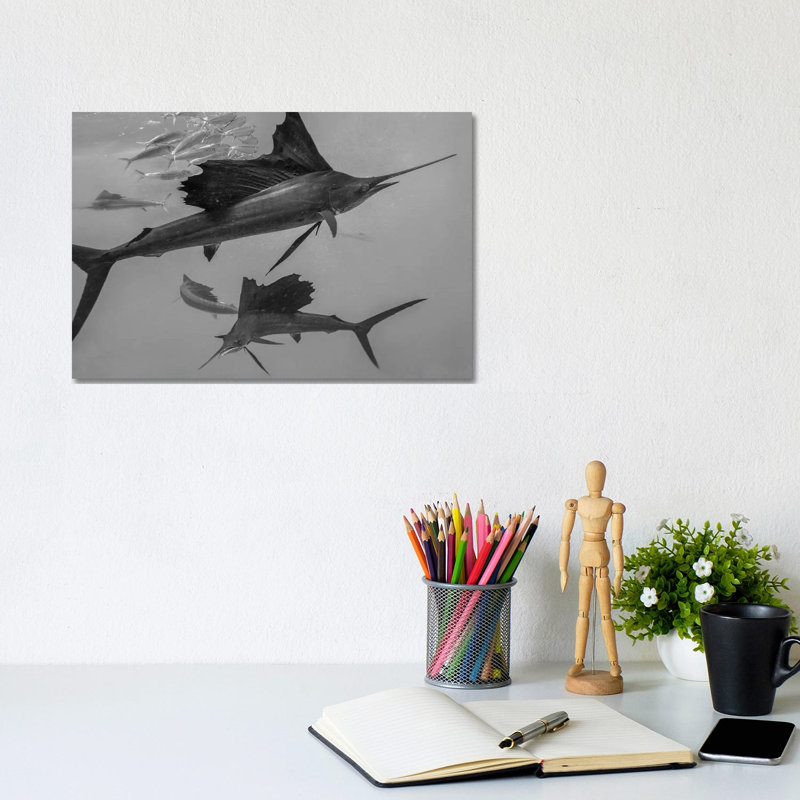 Atlantic Sailfish Group Hunting Round Sardinella School, Isla Mujeres, Mexico - Wrapped Canvas Print, 20.32 cm H x 30.48 cm W