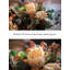 Pièce d'art floral en forme de fleur de style naturel en empereur pour la décoration et la présentation de la maison.