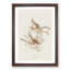 Song Sparrows by John Audubon - Picture Frame Painting Print-55618685-55618686