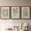 Antique Black and White Botanical VII - Ensemble de 3 reproductions d'art sur toile-282180059-282180063