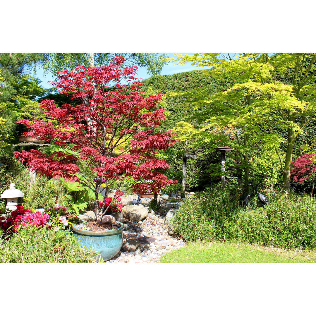 Image Of Japanese Garden With Red / Green Maples (Acer-Palmatum Trees) by Mtreasure - Print