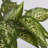 Fabric Dieffenbachia Arrangement