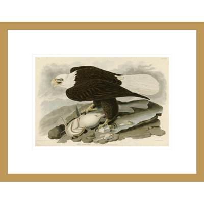 «White Headed Eagle» par John James Audubon, impression giclée sur cadre