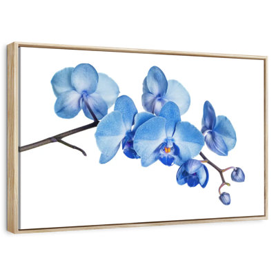 Orchidée bleue