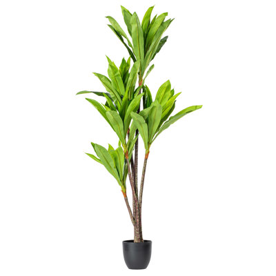 Dracaena 60 po.