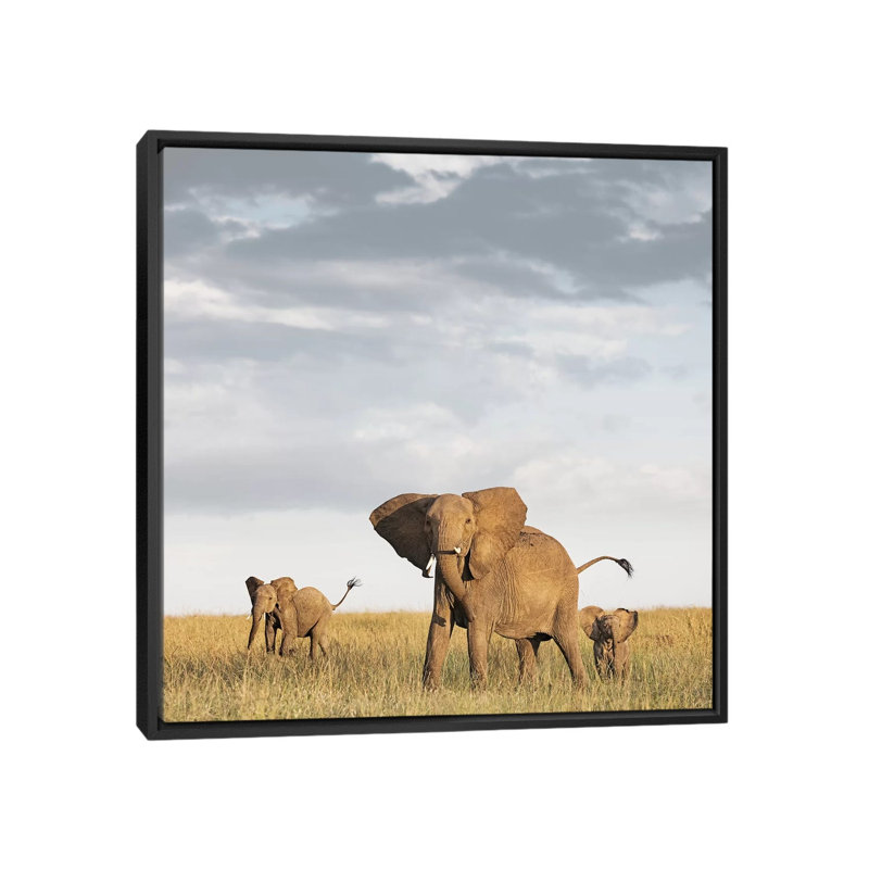 Colour Elephant & Calves by Klaus Tiedge - Print on Canvas, Black Framed, 66.04 cm H x 66.04 cm W