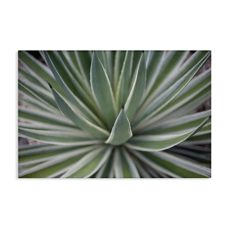 «Striped Plant Leaves», art mural sur toile par Susan Bryant, H 16 po x l 24 po