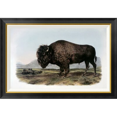 American Bison or Buffalo by John James Audubon - Picture Frame Graphic Art Print on Canvas -  Global Gallery, GCF-276579-30-190