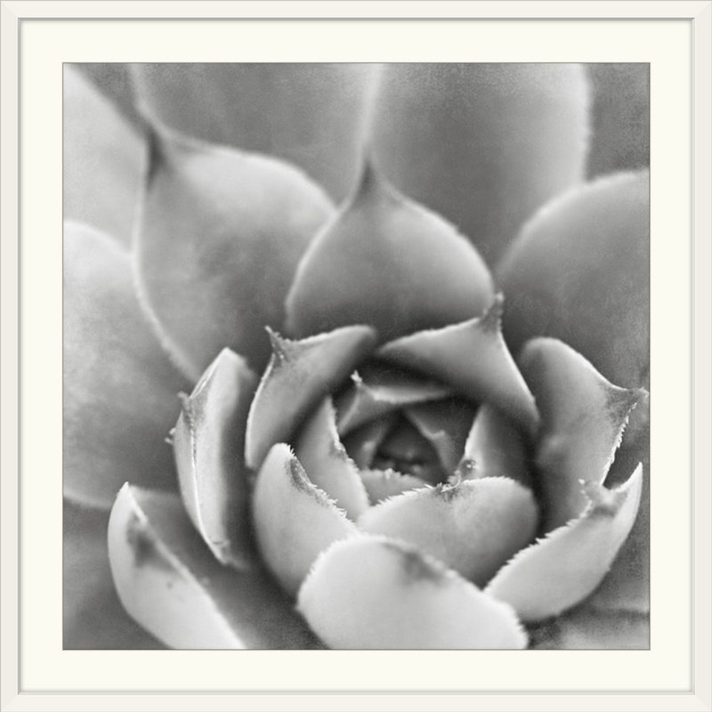« iii » par laura marshall, reproduction de photo Garden Succulent, H 38 po x l 38 po x P 1 po, Cadre noir