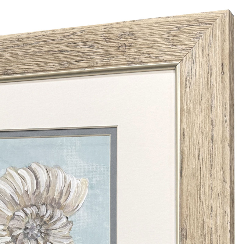 Seashells Framed Art