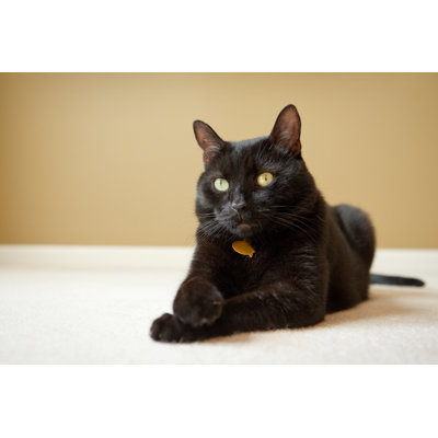 Portrait Of A Handsome Black Cat by Sdominick - Wrapped Canvas Print