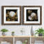 Cotton Balls I - Ensemble de 2 reproductions d'art sur papier encadrées-1798155715-1798155714