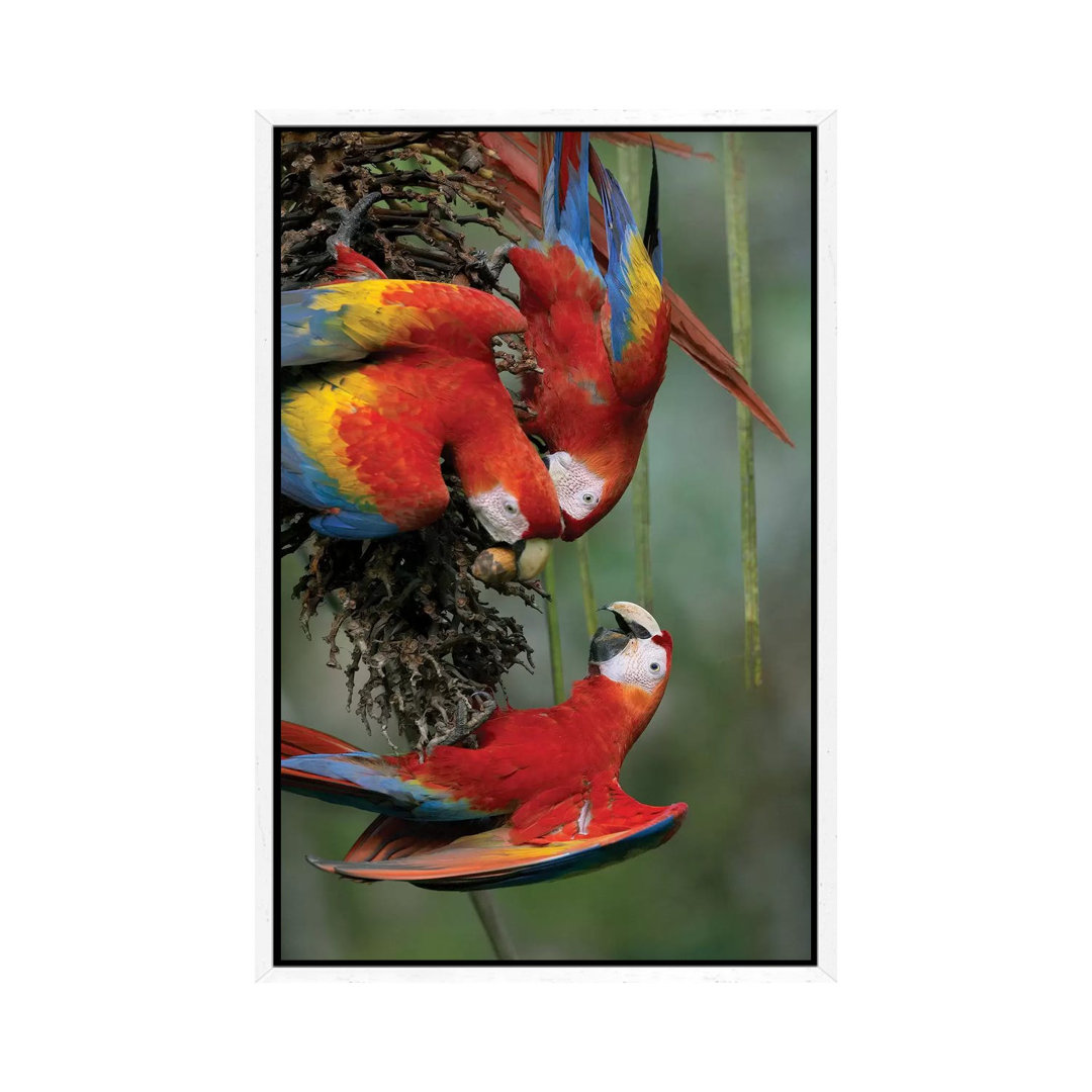 Scarlet Macaw Trio Feeding On Palm Fruits, Costa Rica von Tim Fitzharris - Gallery-Wrapped Canvas Giclée on Canvas