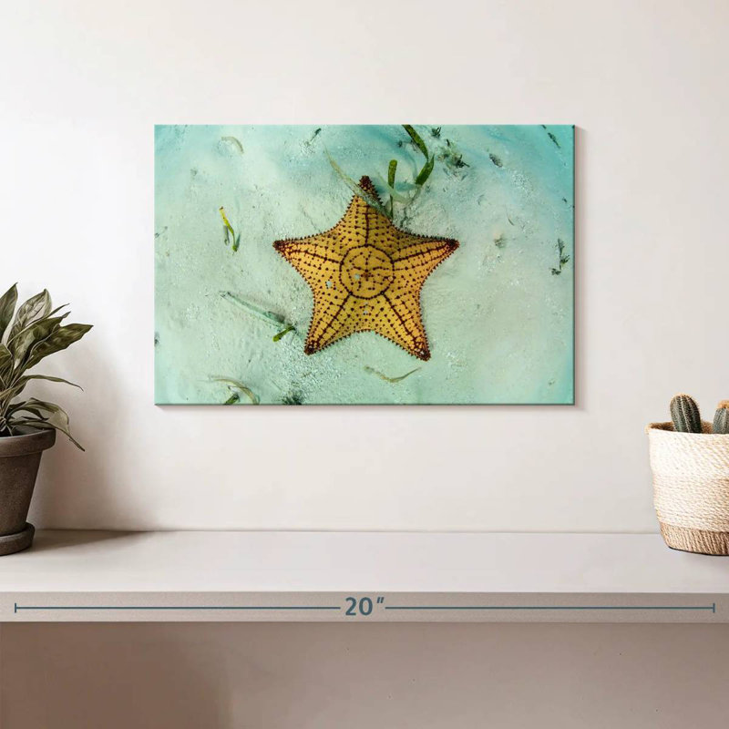 Crowle Starfish Underwater, H 8 po x l 12 po