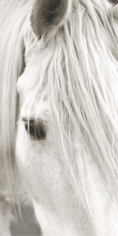 «Focusing on White Horse III» par Mari Urasawa - photographie, H 48 po x l 24 po, Extérieur