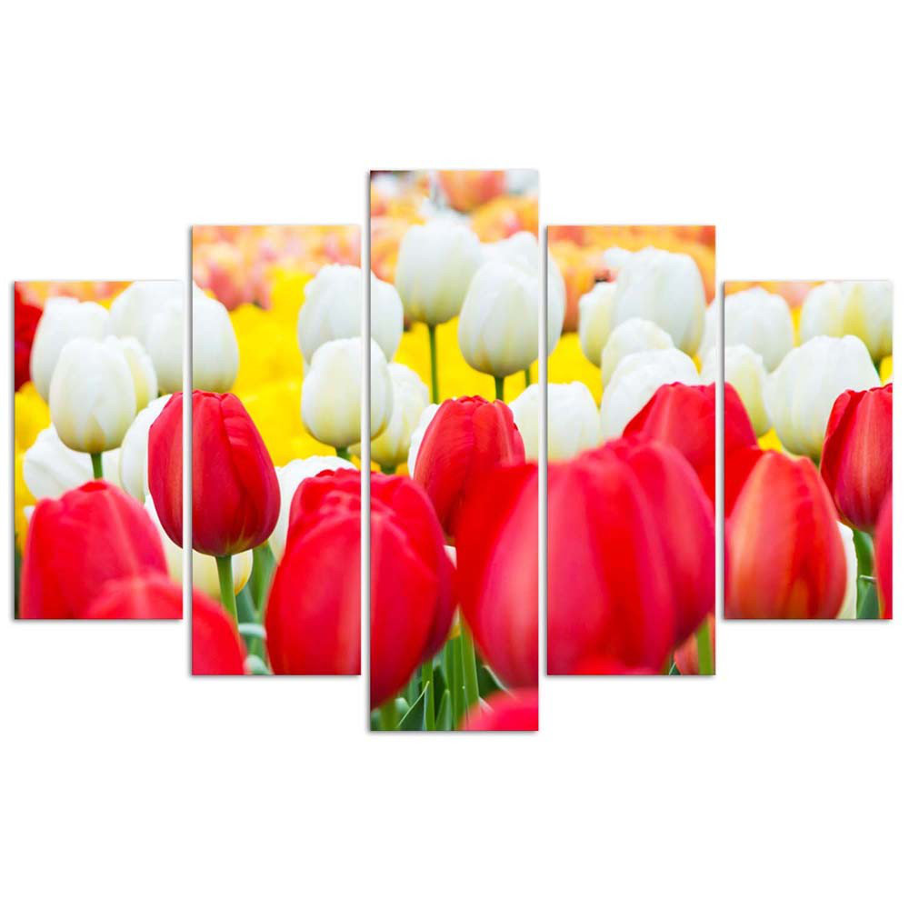 Leinwandbild 5-Teilig, Tulpe Rot Weiß