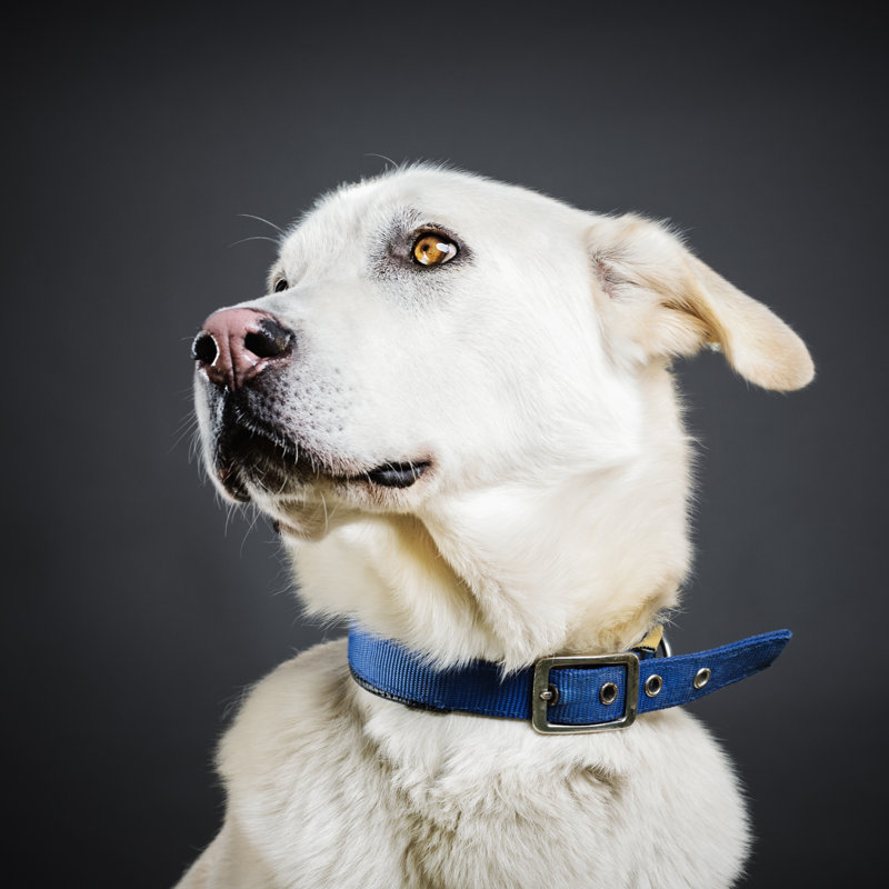 Chien de race mixte par Sensorspot, H 36 po x l 36 po