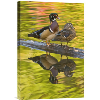 " Wood Duck Pair "