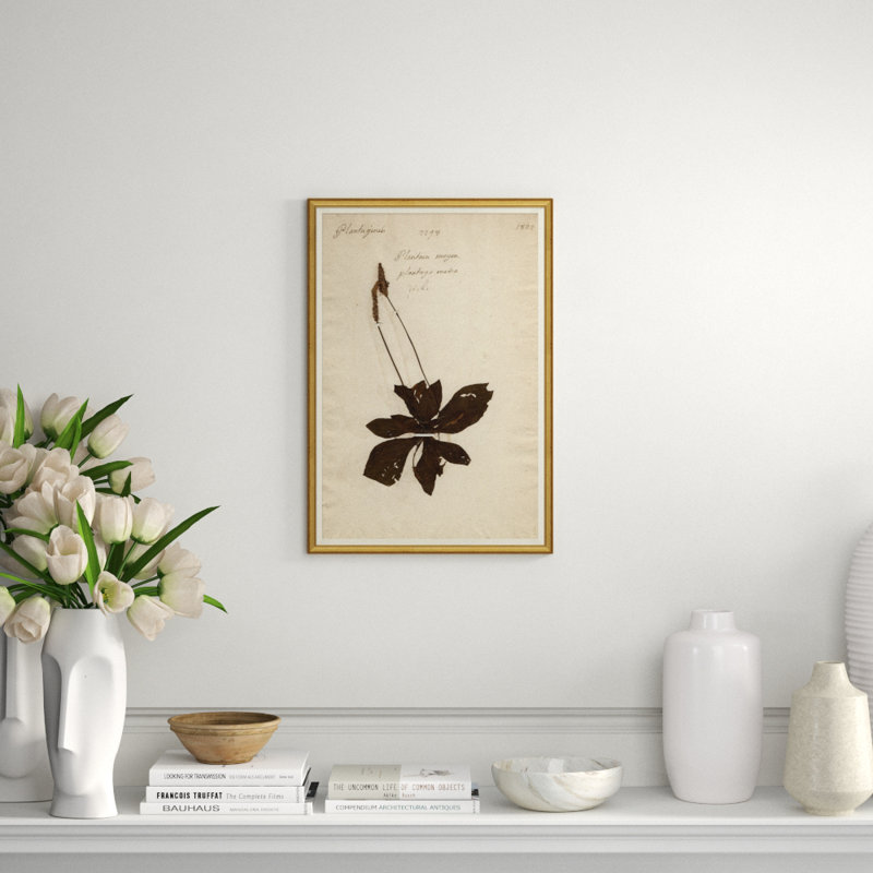 Herbarium 3 Giclee Print
