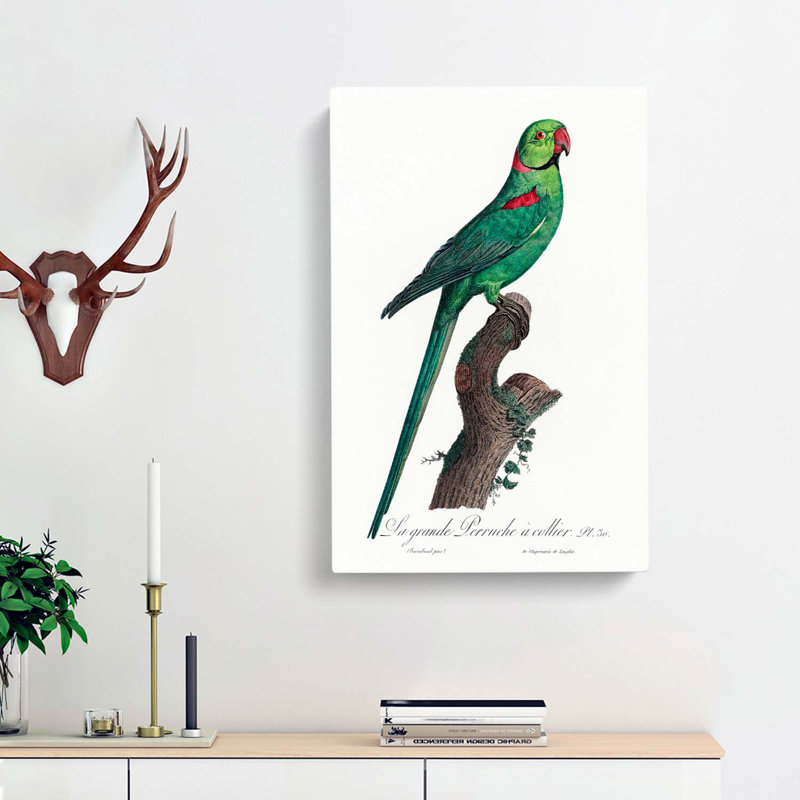 A Rose-Ringed Parakeet by F. Levaillant - Wrapped Canvas, 50cm H x 35cm W x 3cm D