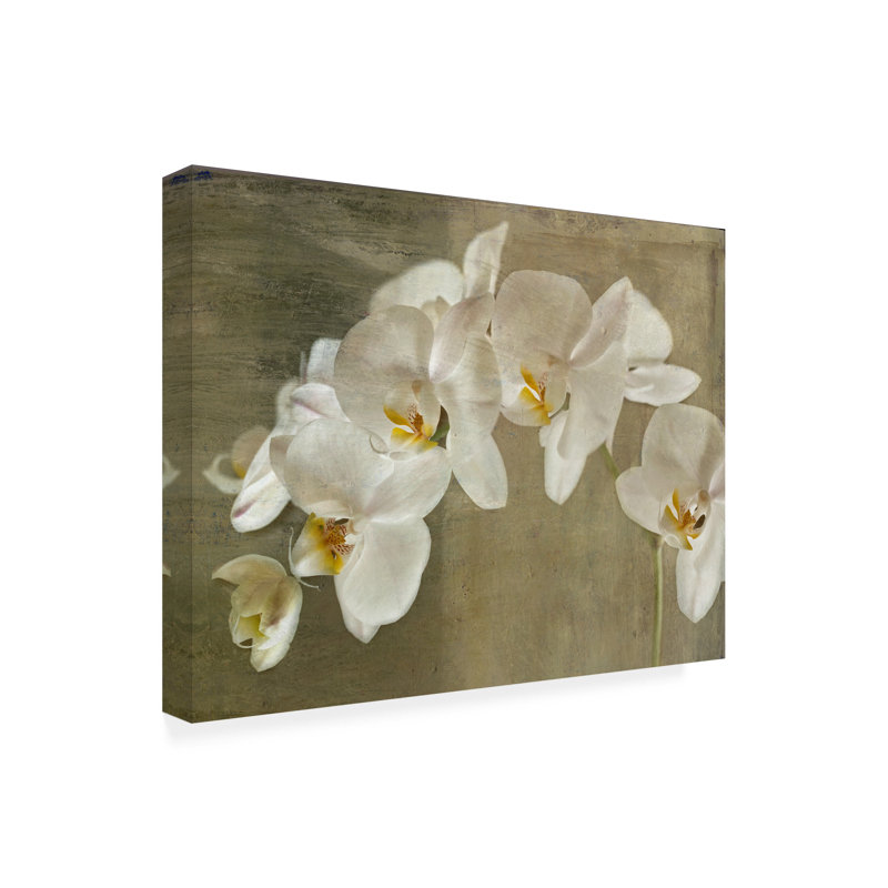 Large Tan and Brown Orchid Canvas Print