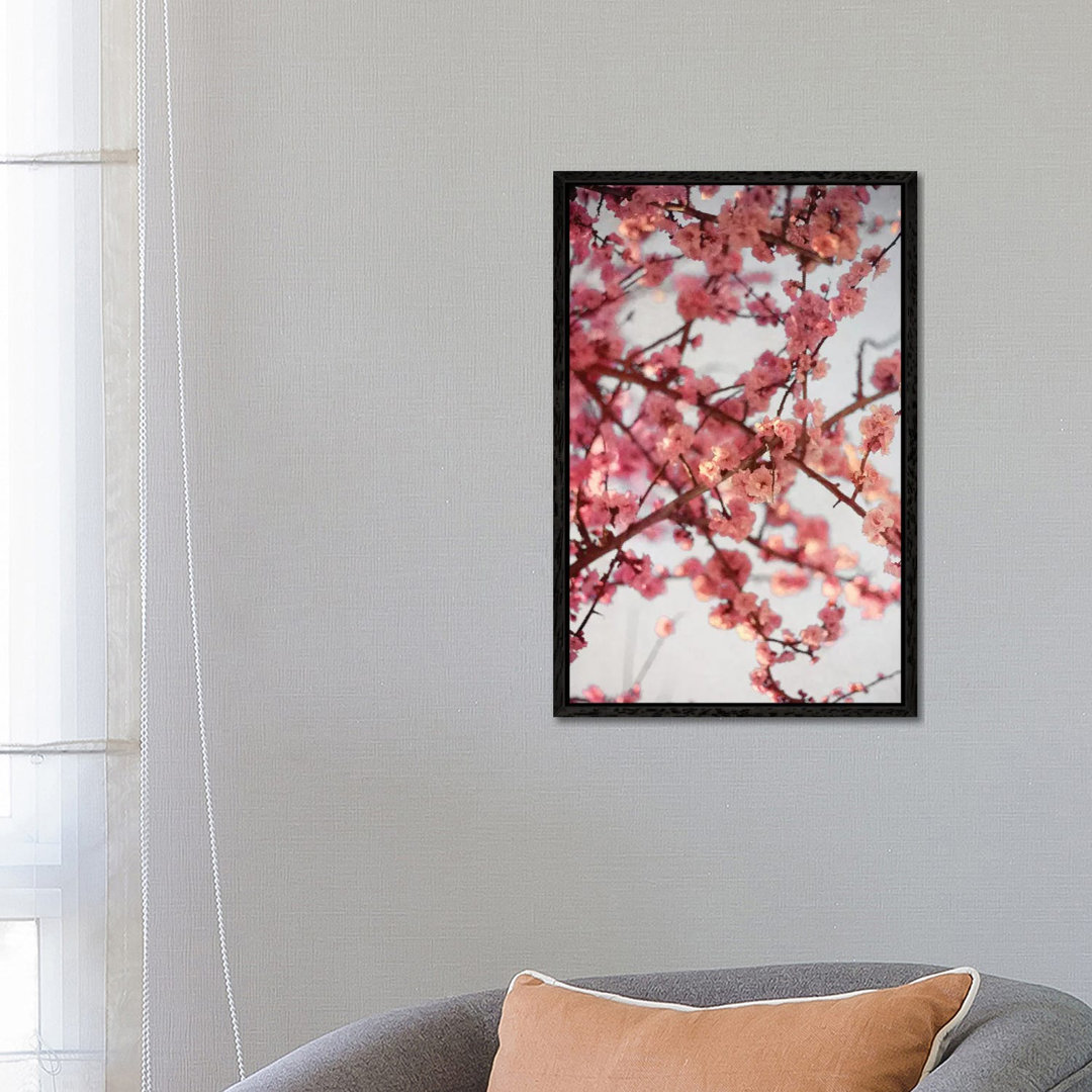 Kirschblüten I von Susan Bryant - Galerie-verpackte Leinwand Giclée auf Leinwand