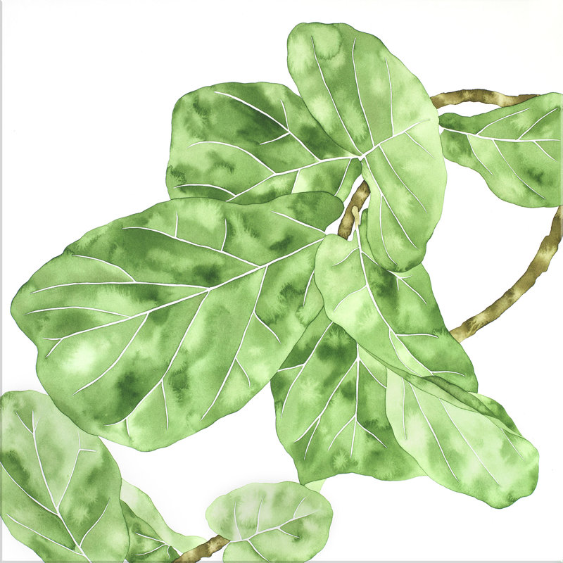 Ficus Lyrata 3 Print by Jenny Kiker