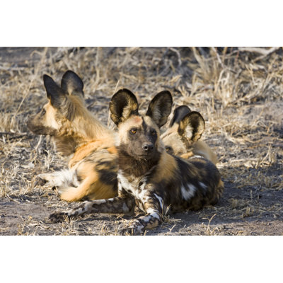 Wild Dog Group by Pjmalsbury