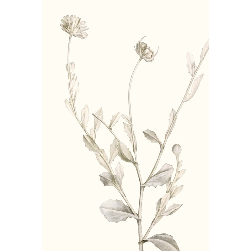 Neutral Botanical Study IV by Vision Studio - Painting Print, 122cm H x 81cm W, Wrapped Canvas