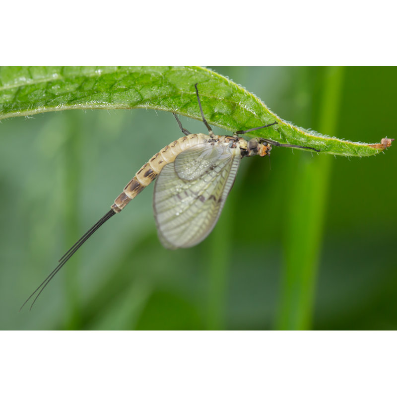 Mihika Mayfly At Dawn by Paul_Cooper - Wrapped Canvas Print, 20cm H x 30cm W x 3.8cm D