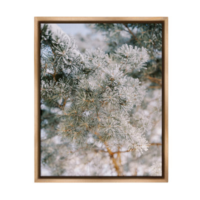 «Frosted Fir Tree Branches Floater Frame» par Justine Milton sur
