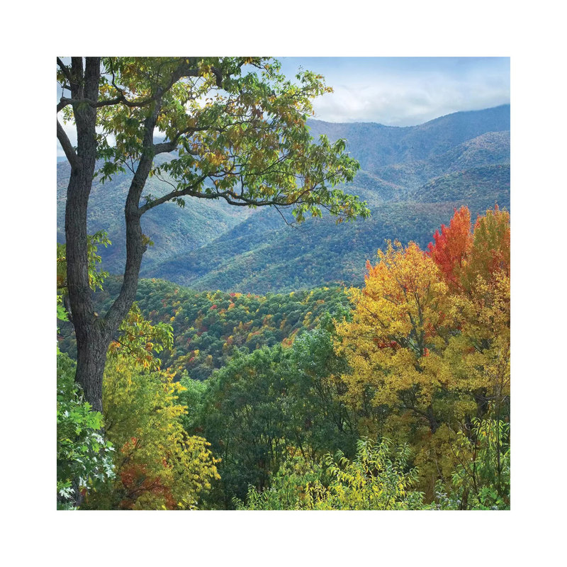 Deciduous Forest in Autumn, Blue Ridge Parkway, North Carolina 1 Piece Wrapped Canvas Wall Art