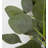 Lighted Eucalyptus Branch with 32 LED Lights