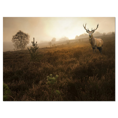 «Mist Forest with Red Deer Stag», reproduction de photo sur toile tendue