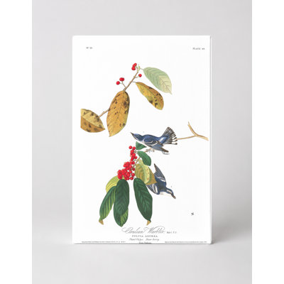 Cerulean Warbler, Plate 48 (Birds of America) - Portrait, art mural sur toile