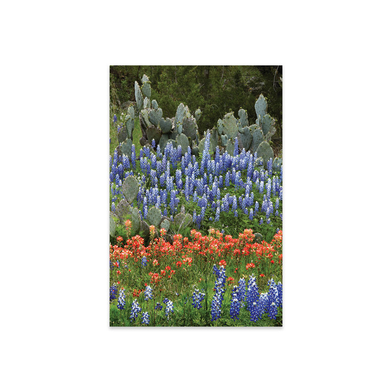 Bluebonnet, Paintbrush Cactus, Texas And Pricky Pear - Vertical by Tim Fitzharris - Unframed Print